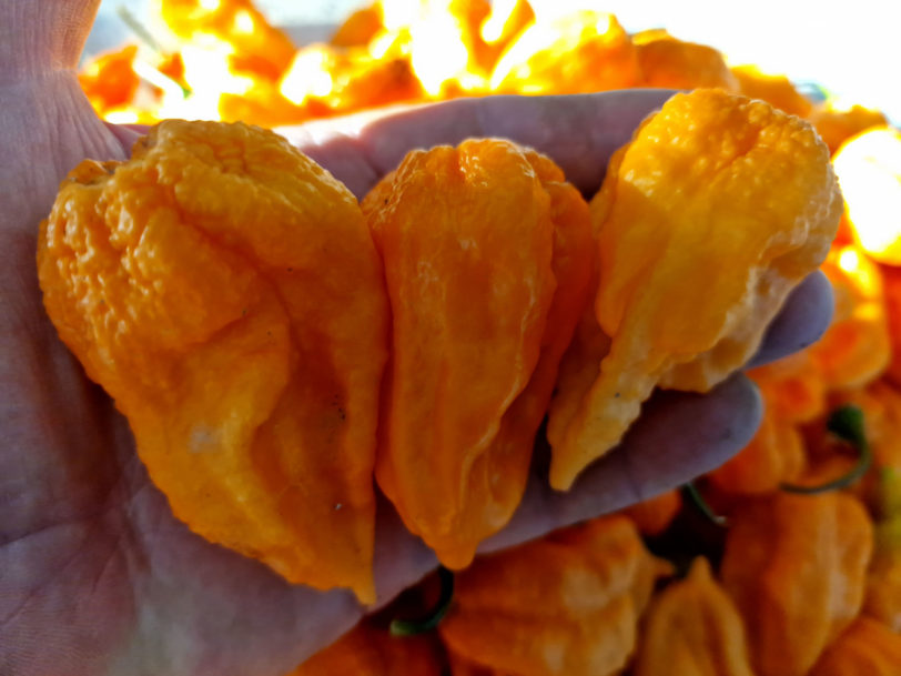 Ghost Yaki Orange Chilli Seeds - Image 3