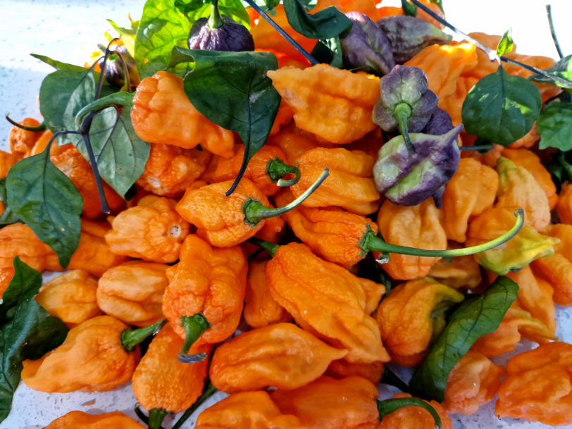 Ghost Yaki Orange Chilli Seeds - Image 7