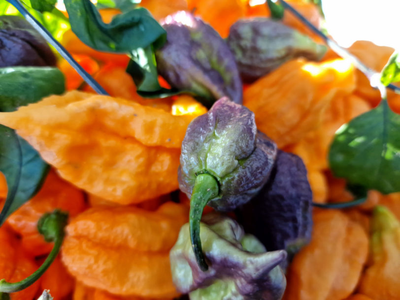 Ghost Yaki Orange Chilli Seeds - Image 8