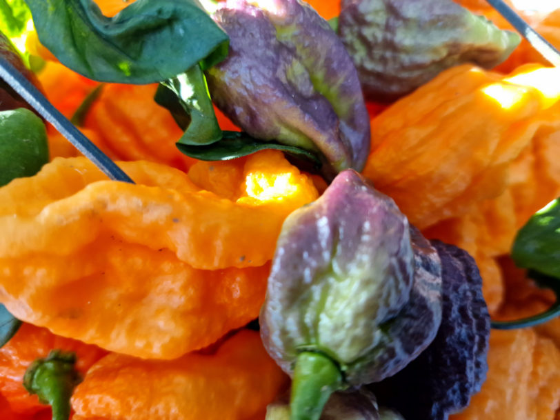 Ghost Yaki Orange Chilli Seeds - Image 4