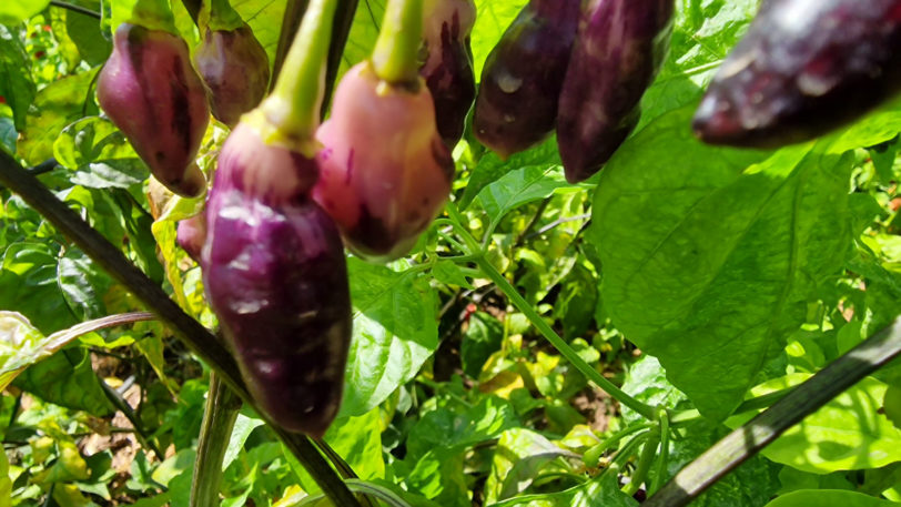 Neyde White Bullet Chilli Seeds - Image 6
