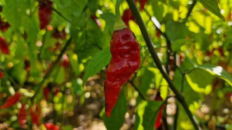 Black Ghost Chilli Seeds - Image 2
