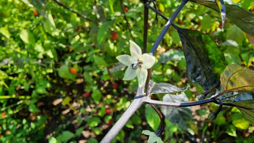 Black Ghost Chilli Seeds - Image 4