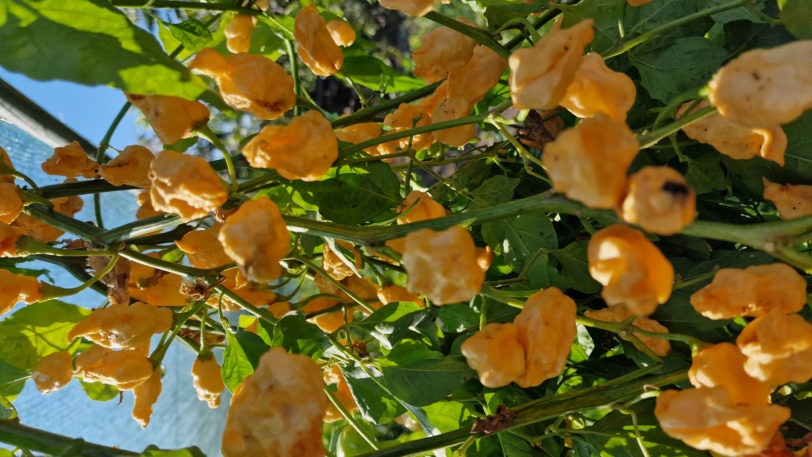 7 Pot Lobotomy Peach Chilli Seeds