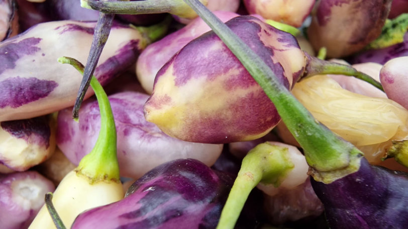 Neyde White Bullet Chilli Seeds