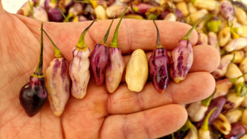 Neyde White Bullet Pepper Seeds