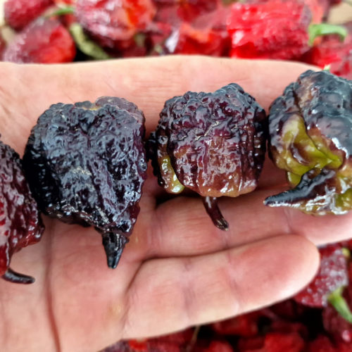Carolina Reaper Purple Chilli Seeds