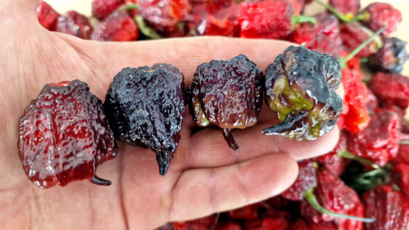 Carolina Reaper Purple Chilli Seeds