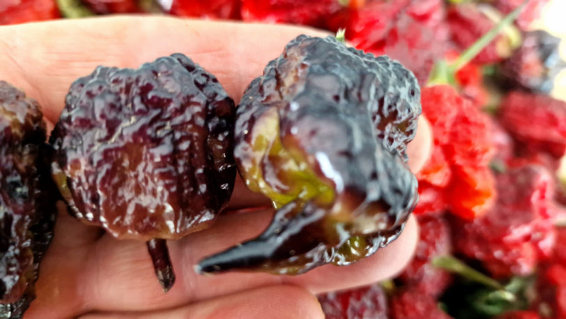 Carolina Reaper Purple Chilli Seeds