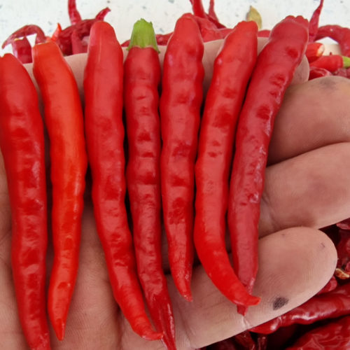 Teja Indian Chilli Seeds