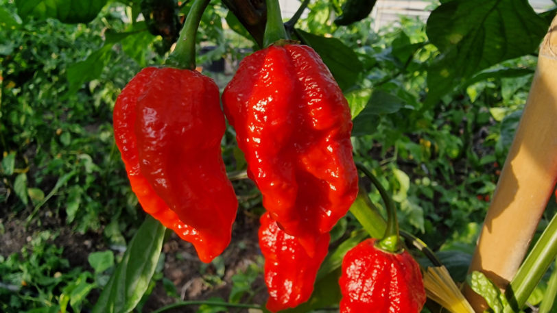 Big Red Mama Chilli Seeds