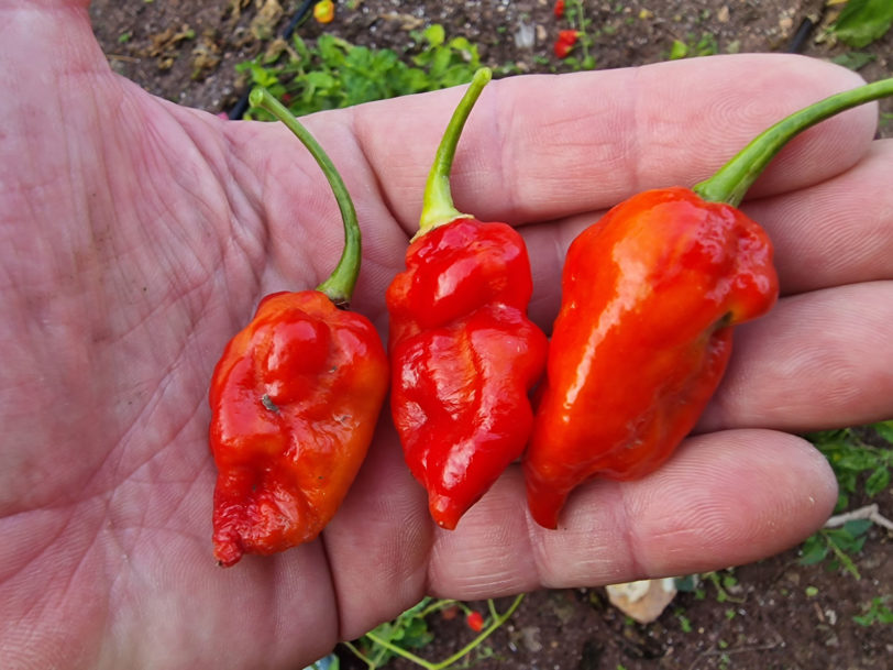 Komodo Dragon Red Chilli Seeds