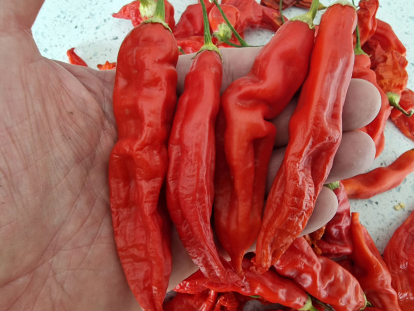 Sugar Rush Red Chilli Seeds