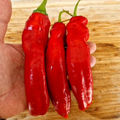 Hangjiao HJ1 Space Chilli Seeds