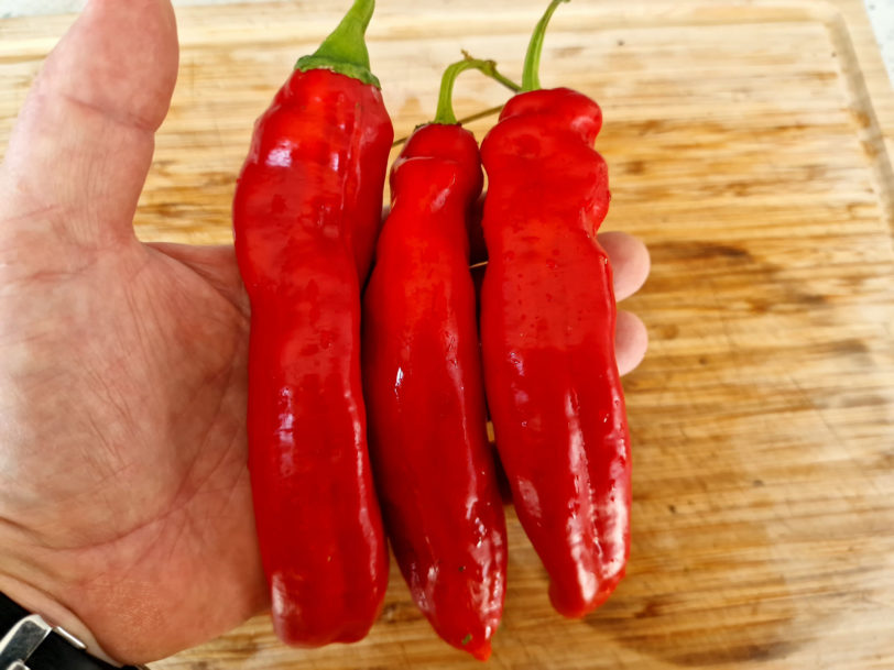 Hangjiao HJ1 Space Chilli Seeds