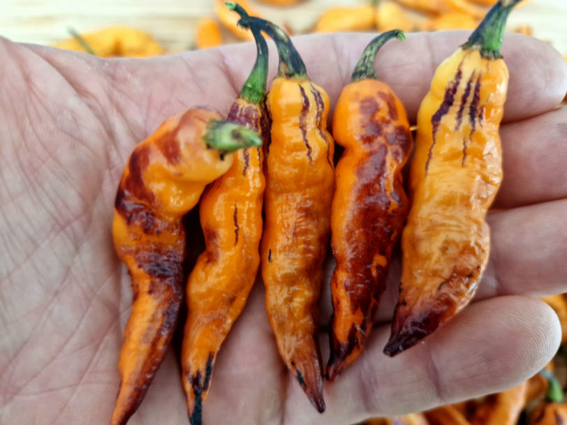 Orange Tiger Chilli Seeds