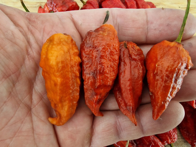 Caramel Ghost Chilli Seeds