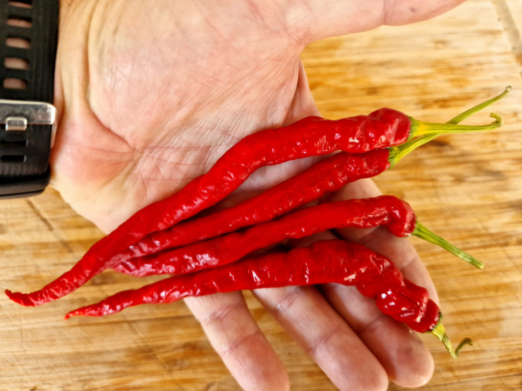 HJ7 Super Nova Space Chilli Seeds - HJ7 Super Nova Space Pepper Seeds ...