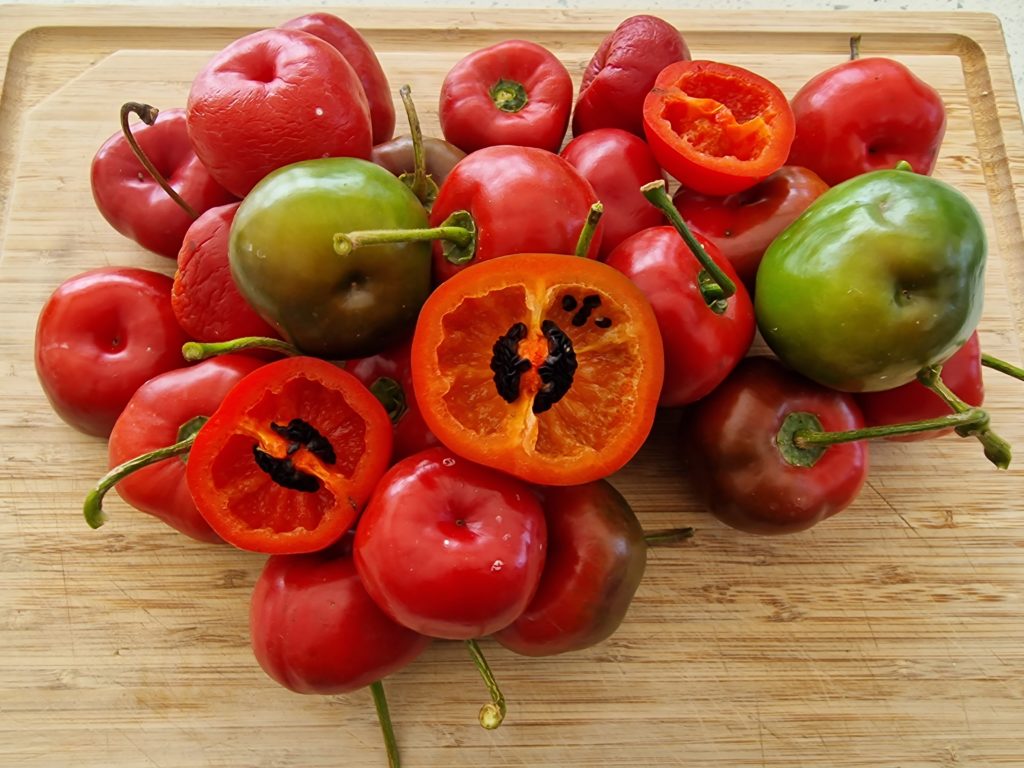 Giant Rocoto Chilli Seeds - Giant Rocoto Pepper Seeds - Red Dragon Seeds