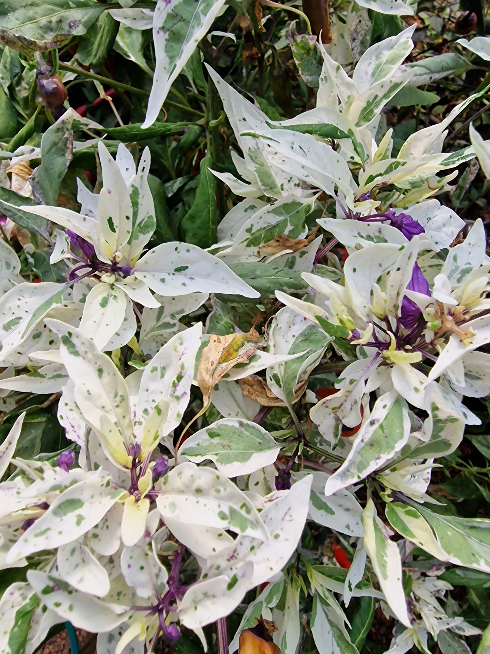 thumbnail image 2 of Fish Pepper Seeds – Heirloom Organic Rare – Hot Pepper – MurraySeedCo 2 of 4