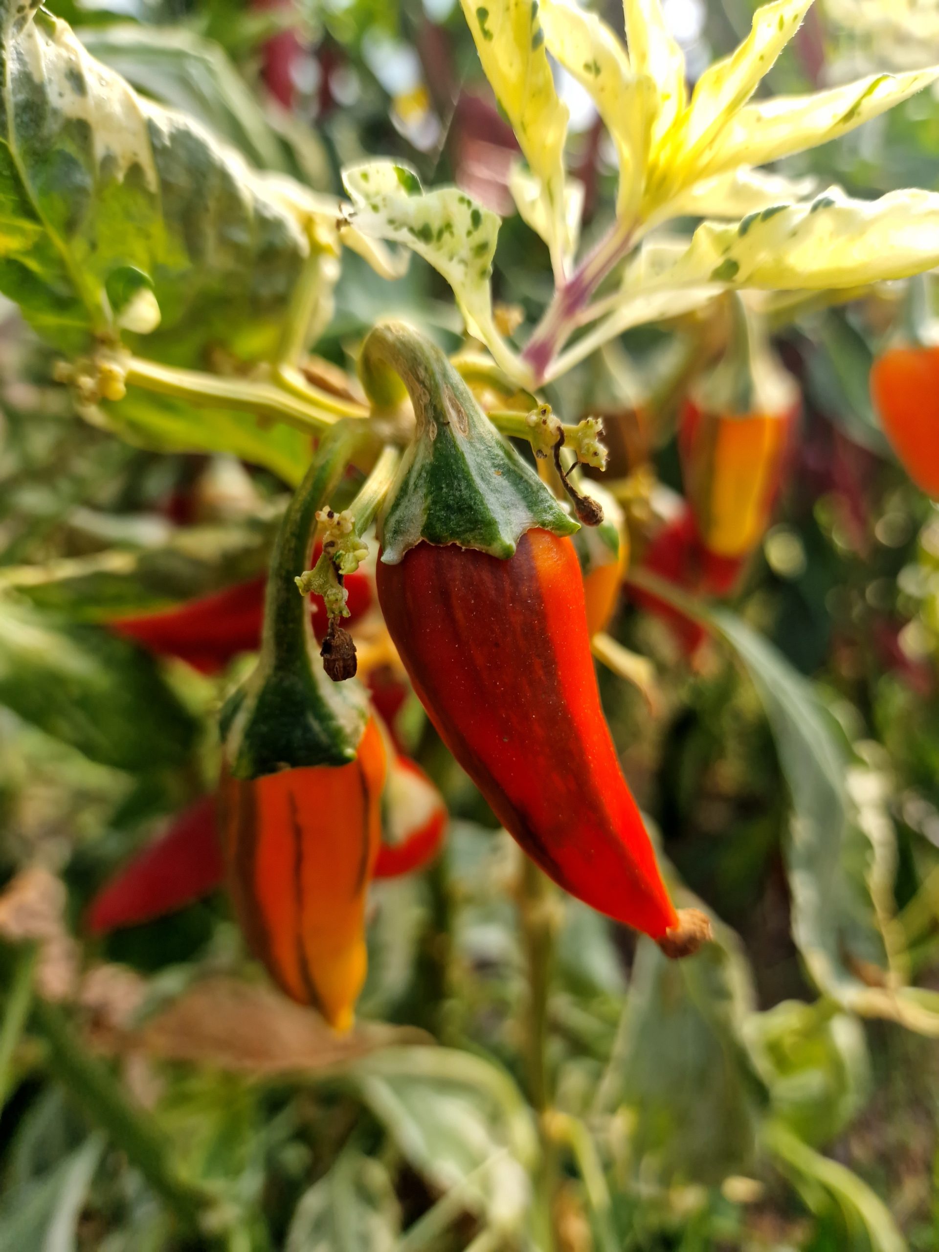 thumbnail image 2 of Fish Pepper Seeds – Heirloom Organic Rare – Hot Pepper – MurraySeedCo 2 of 4