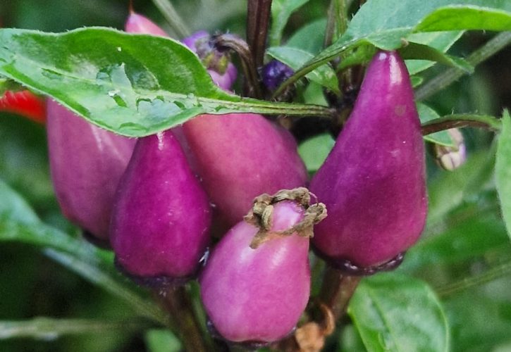 Purple Thai Chilli Seeds
