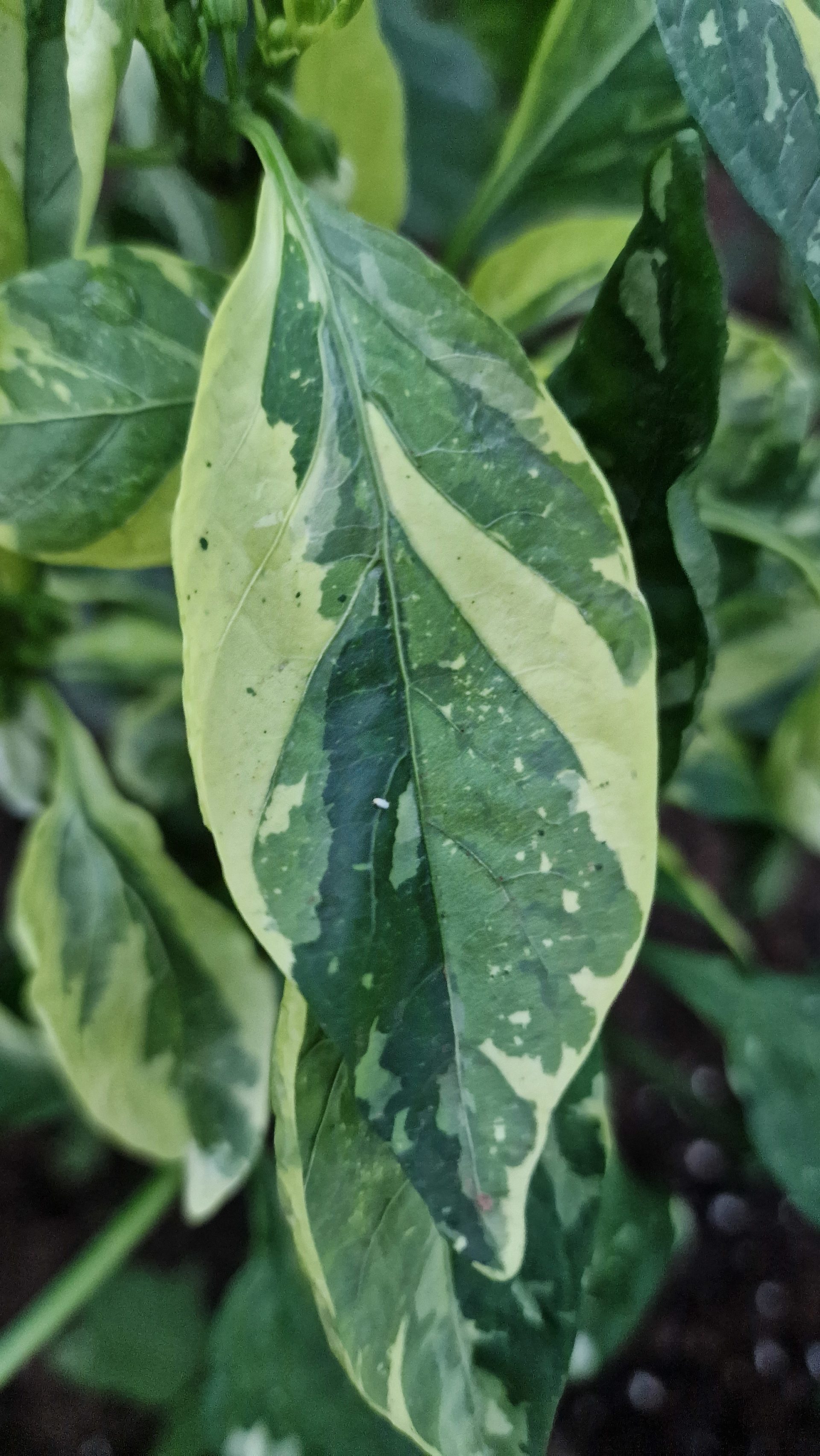 Candy Cane Chocolate Cherry Seeds Candy Cane Pepper Seeds Red