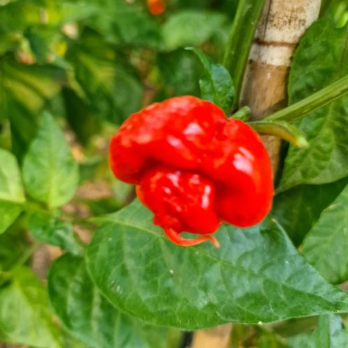 Scotch Bonnet MOA Chilli Seeds