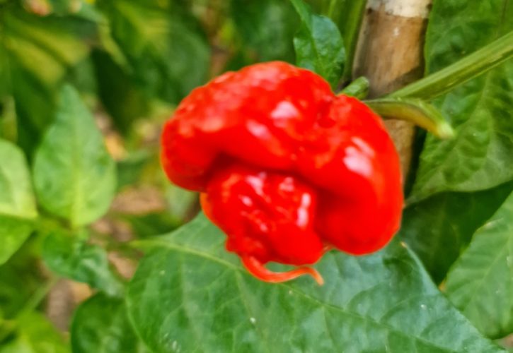 Scotch Bonnet MOA Chilli Seeds