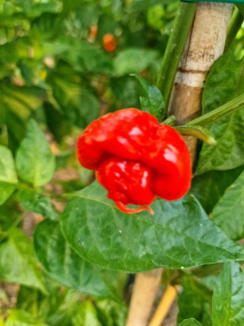 Scotch Bonnet MOA Chilli Seeds