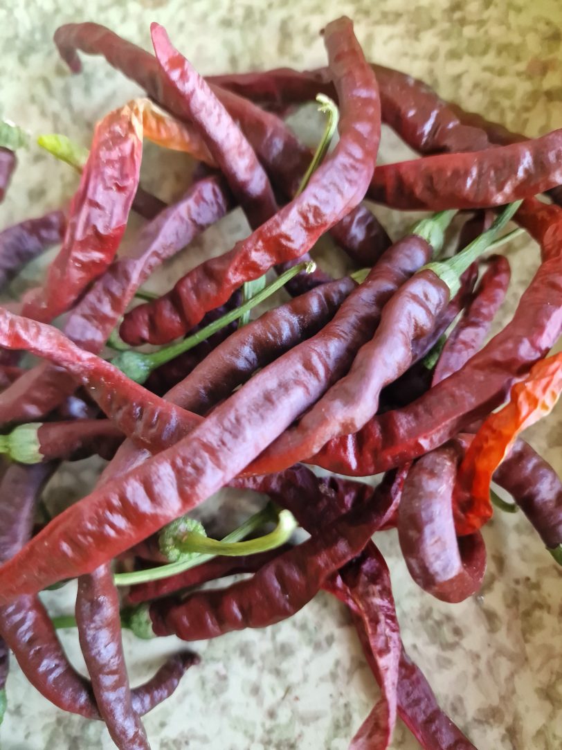 Thunder Cacho Brown Chilli Seeds