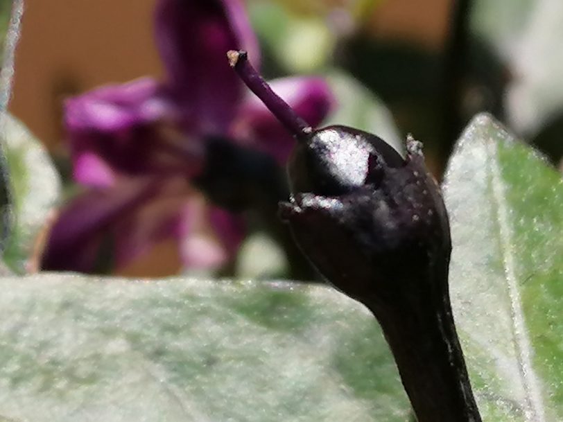 Black Namaqualand Chilli Seeds