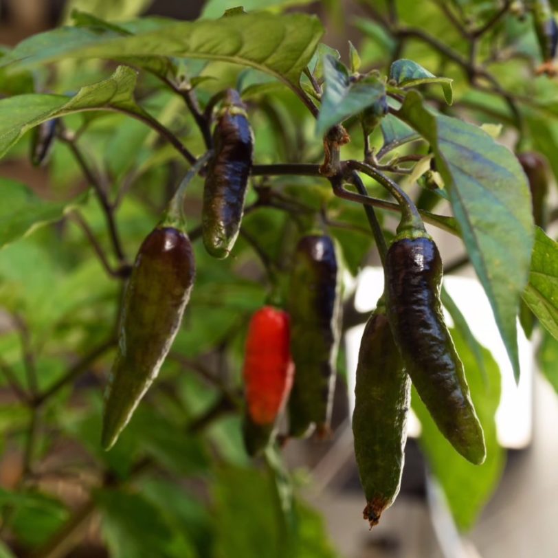 Black Ghost Chilli Seeds - Image 8