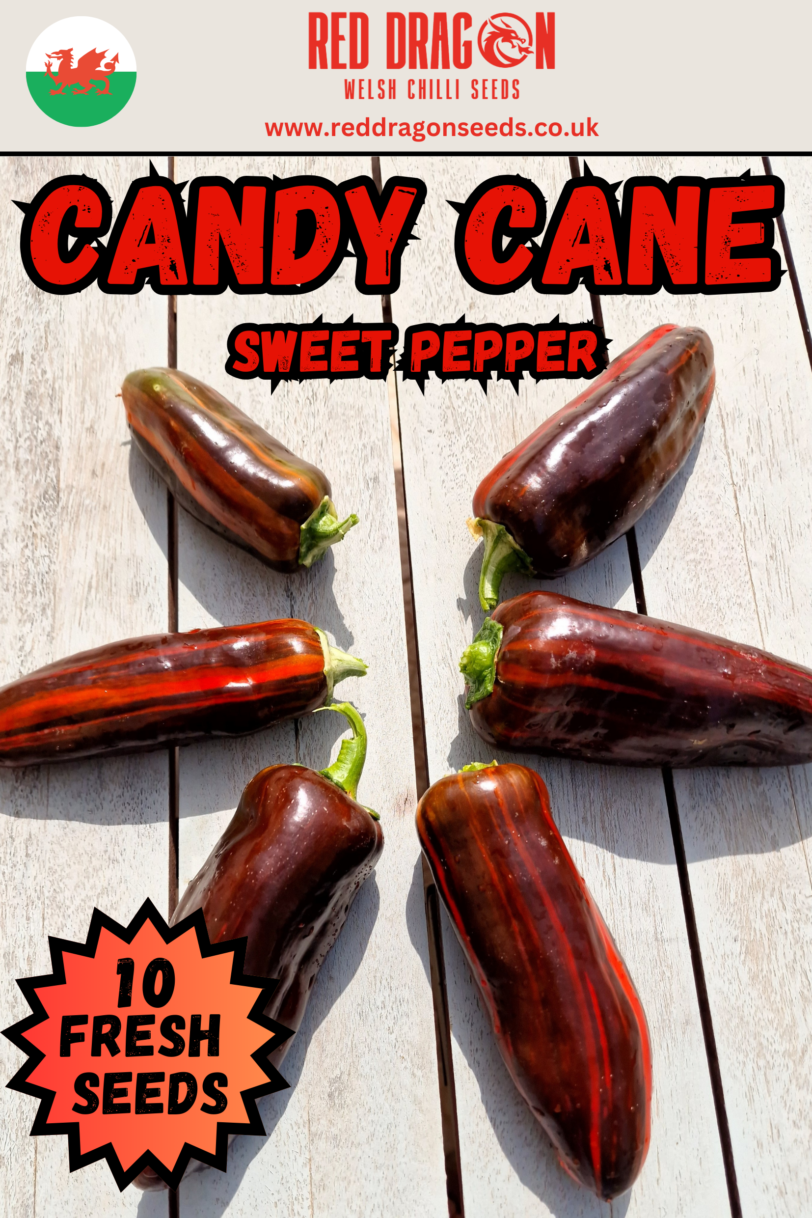 Candy Cane Chocolate Cherry Seeds