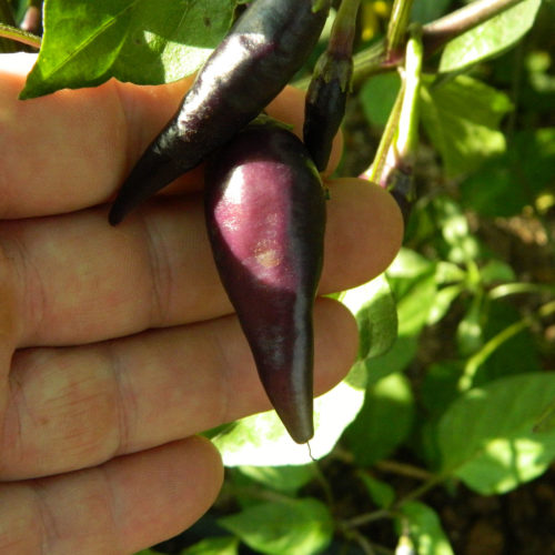 Cayenne Lilac Chilli Seeds