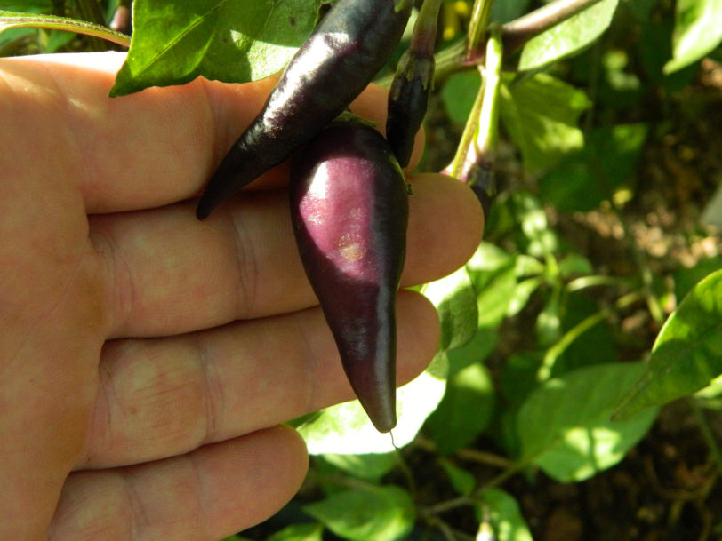 Cayenne Lilac Chilli Seeds