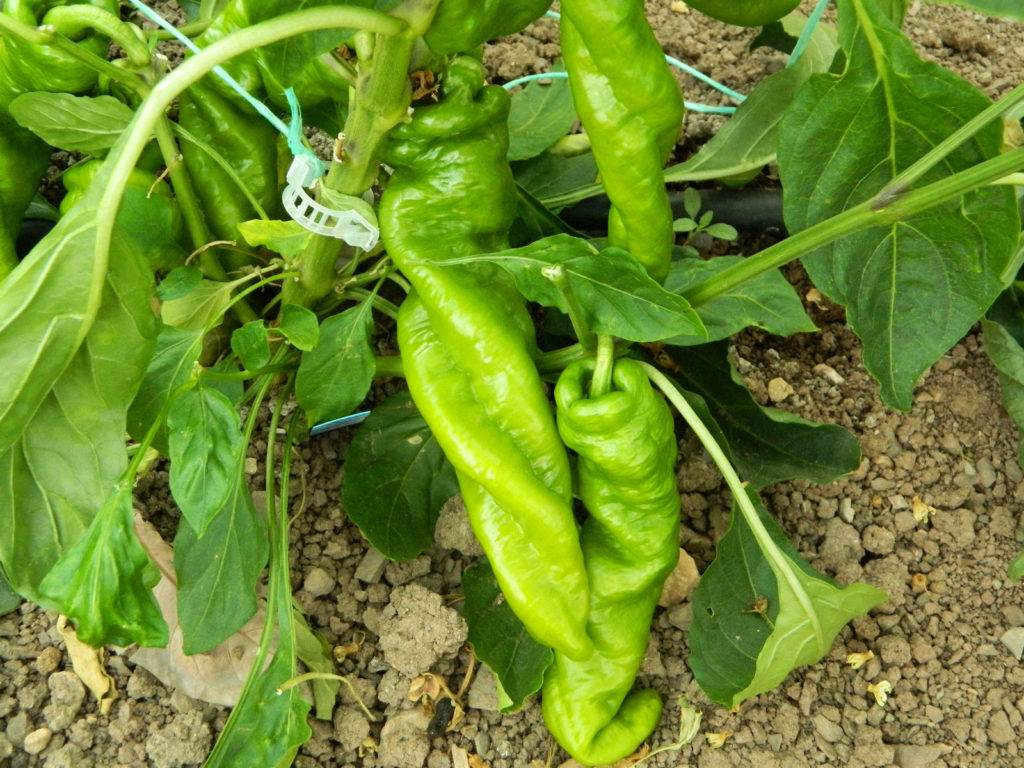 HJ9 Big Bang Space Chilli Seeds - Hangjiao 9 Big Bang Space Pepper ...