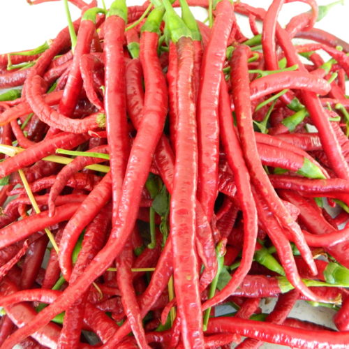 Chilli Pepper Seeds - Chilli Seeds from SeedPlanet