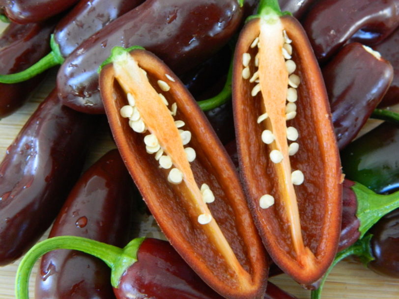 Chocolate Jalapeno Seeds