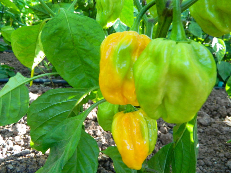 Habanero West Indian Chilli Seeds