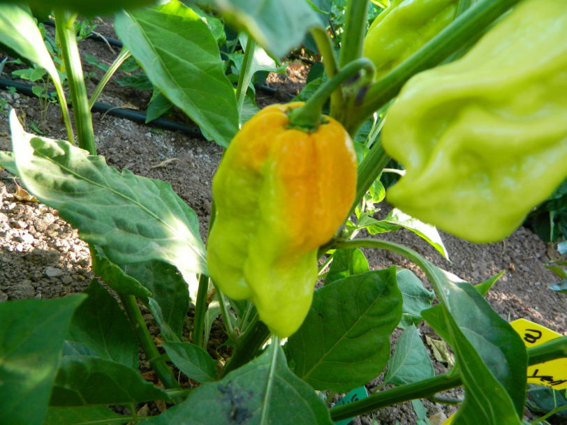 7 Pot Chaguanas Yellow Chilli Seeds