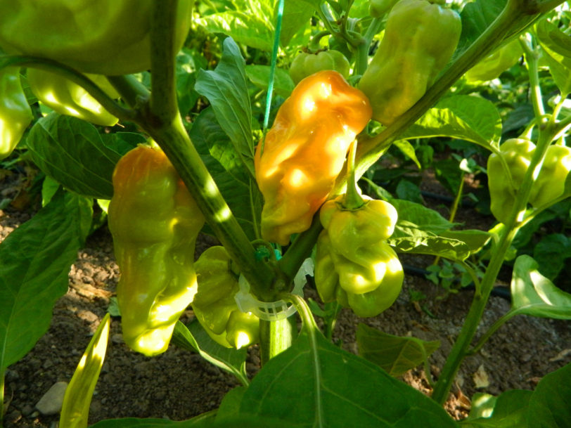 7 Pot Chaguanas Yellow Chilli Seeds