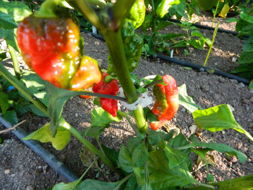 Carbon Bhut 7 Pot Pepper Seeds