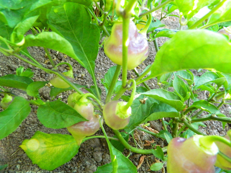 Scarlet Lantern Chilli Seeds