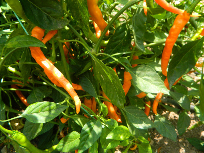 HJ3 Solar Flare Space Chilli Seeds - Image 11