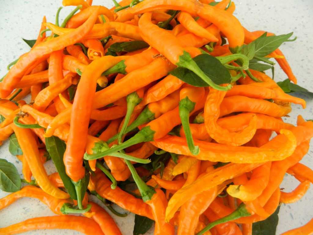 HJ3 Solar Flare Space Chilli Seeds - Hangjiao 3 Solar Flare Pepper ...