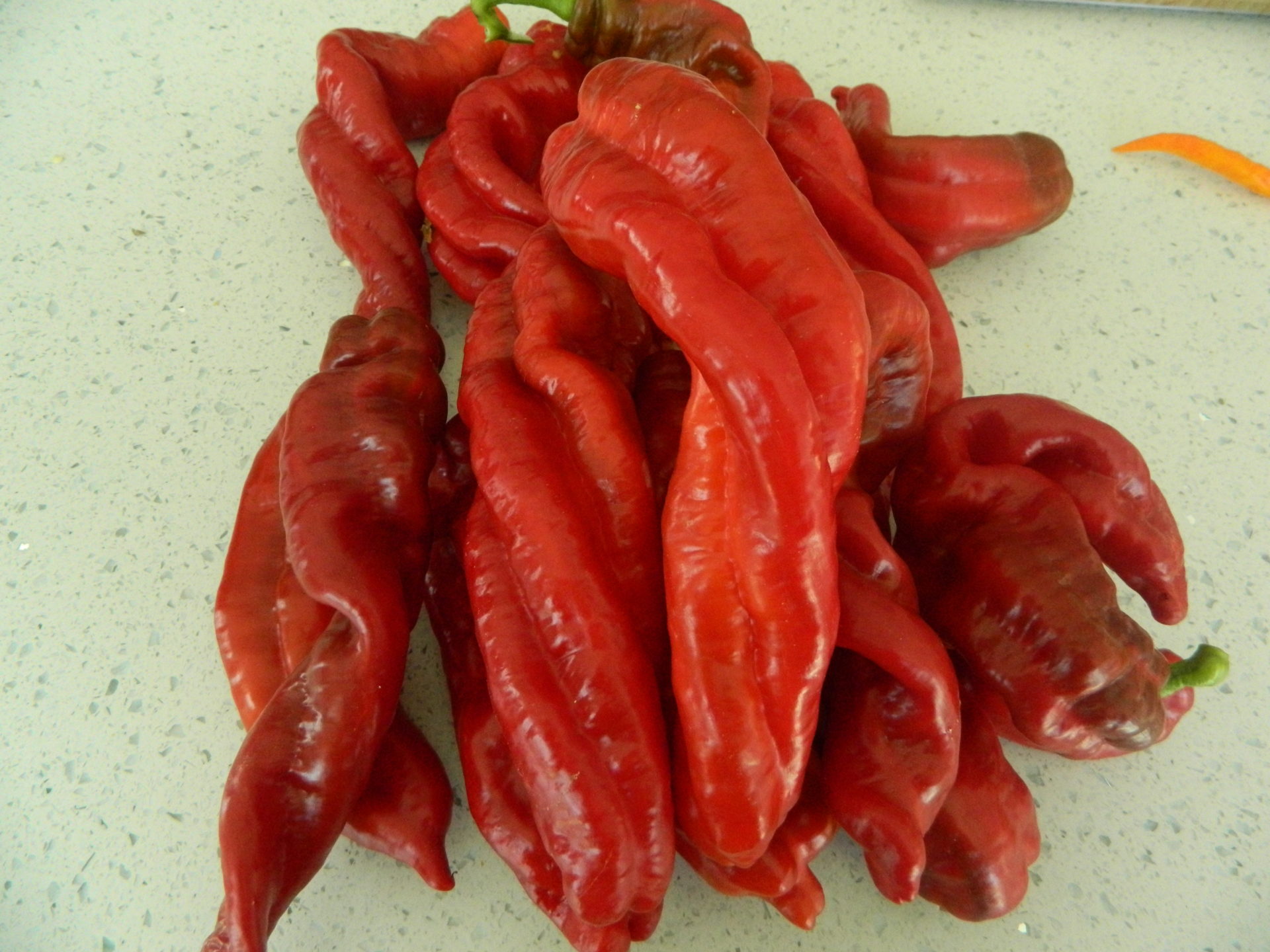 HJ9 Big Bang Space Chilli Seeds - Hangjiao 9 Big Bang Space Pepper ...