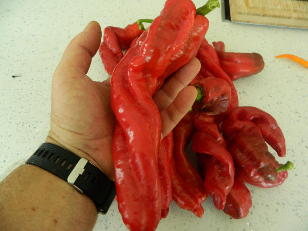 HJ9 Big Bang Space Chilli Seeds - Hangjiao 9 Big Bang Space Pepper ...