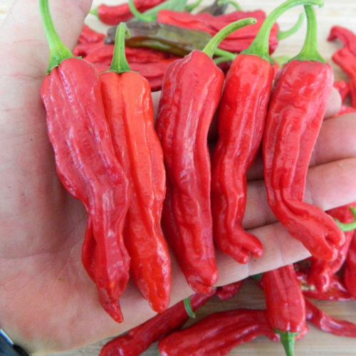 Shishito Chilli Seeds