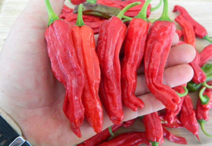 Shishito Chilli Seeds